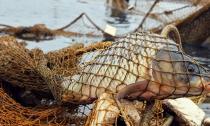 Попасть в рыболовные сети сонник